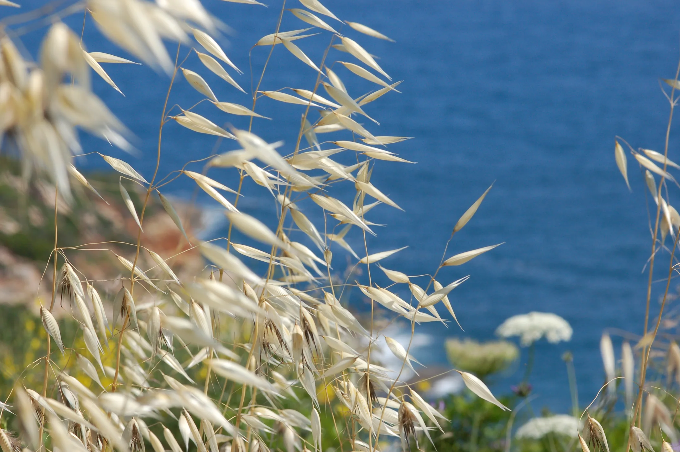 Flowers 9